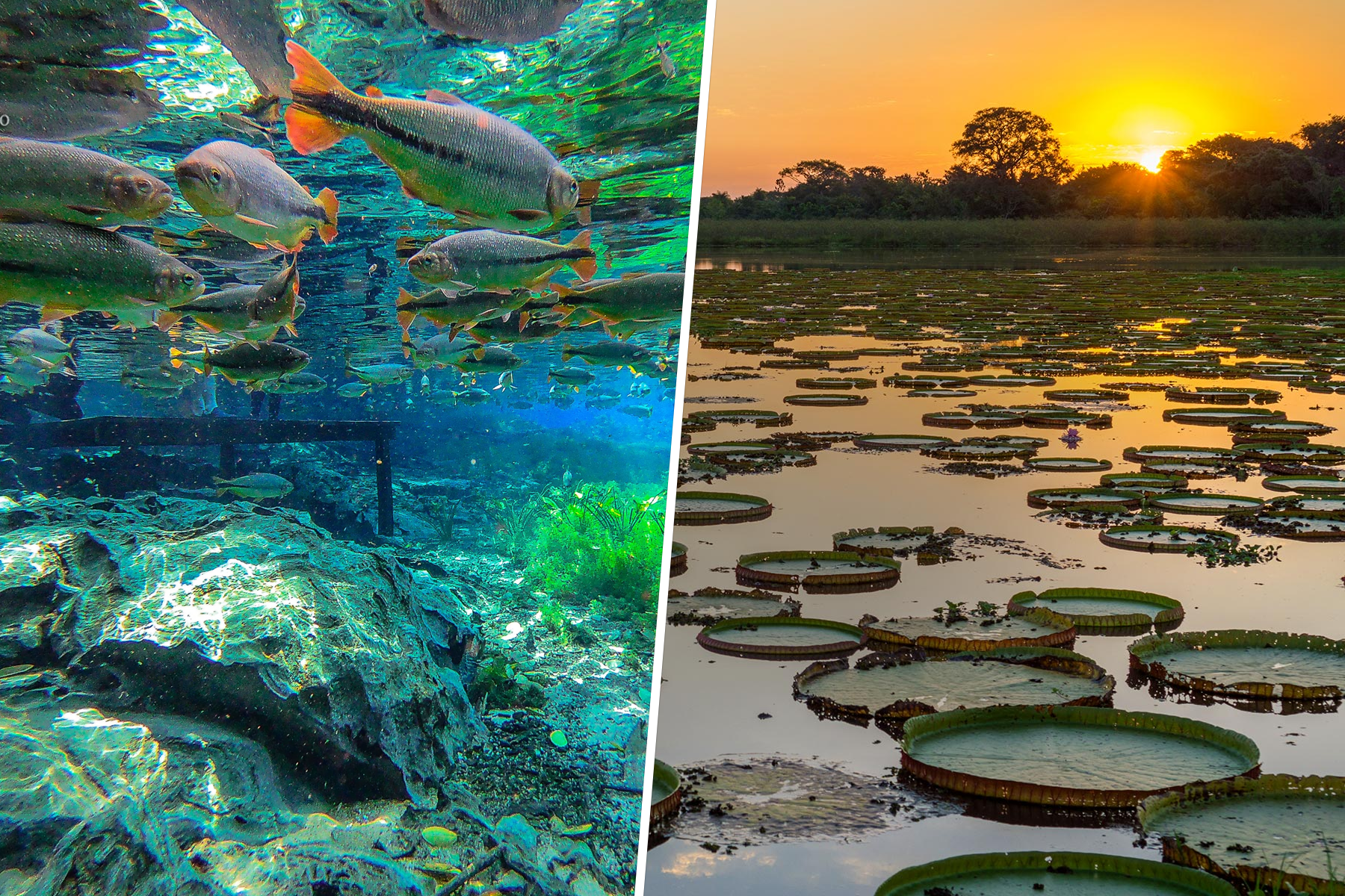 Pacote Bonito + Pantanal | Oikos Tour Operator